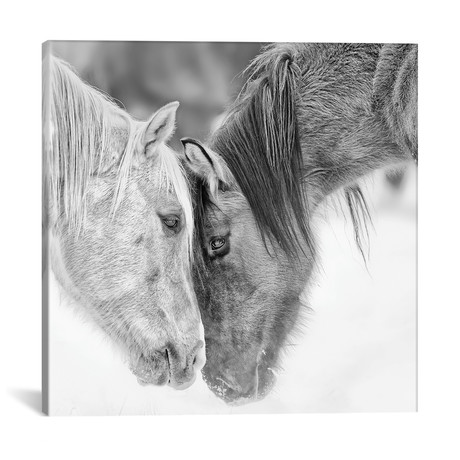 B&W Horses VII // PH Burchett (18"W x 18"H x 0.75"D)