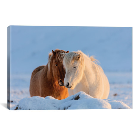 Icelandic horses in south Iceland II // Chuck Haney (26"W x 18"H x 0.75"D)