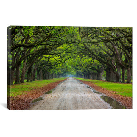 Oak Avenue, Wormsloe Plantation, Savannah, Georgia, USA // Joanne Wells (26"W x 18"H x 0.75"D)