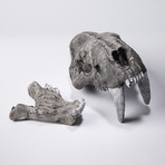 Saber Tooth Tiger Skull