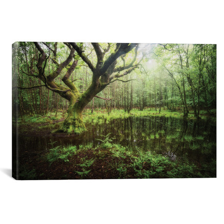 Ancient Forest Oak (26"W x 18"H x 0.75"D)