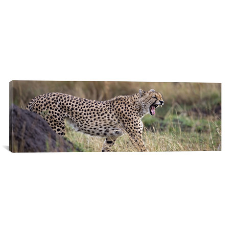 Cheetah walking in a field // Panoramic Images (36"W x 12"H x 0.75"D)