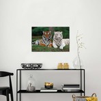 Bengal Tiger Pair // Konrad Wothe (26"W x 18"H x 0.75"D)