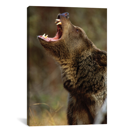 Grizzly Bear Calling, North America I // Tim Fitzharris (18"W x 26"H x 0.75"D)