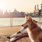 Classic Jib // White (US: 11)