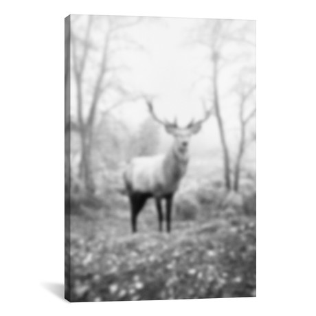 Blurred Le Cerf // 5by5collective (18"W x 26"H x 0.75"D)