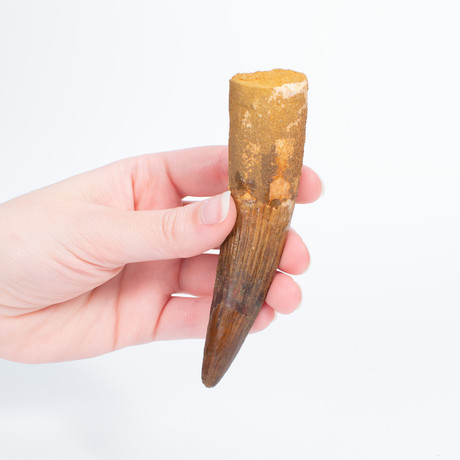 Fossil Dinosaur Tooth // Spinosaurus