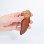 Carcharodontosaurus Tooth