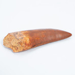 Carcharodontosaurus Tooth