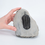 Trilobite // Drotops