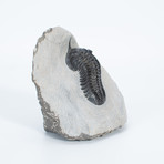 Trilobite // Drotops