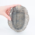 Trilobite // Cambrian