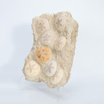 Sand Dollar Multi-Piece