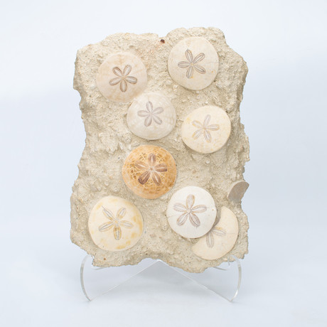 Sand Dollar Multi-Piece