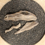 Dragon Head Driftwood Set