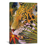 Jaguar Jungle // Graeme Stevenson