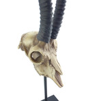 Antelope Skull Statue