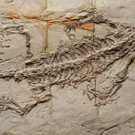 Keichousaurus Fossil // Middle Triassic Period // 247-237 Million Years Ago