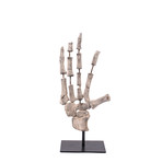 Decorative Skeleton Hand Polyresin