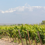 Abremundos Octava Alta Mendoza Red Blend // Set of 3