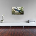 Louisiana Heron // John James Audubon (40"W x 26"H x 1.5"D)