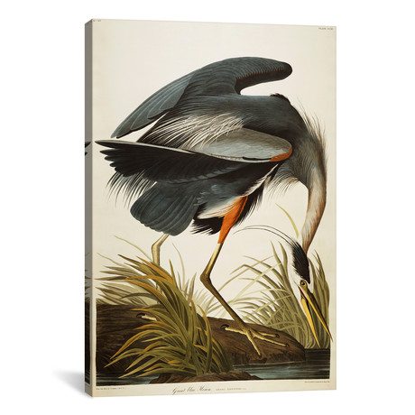 Great Blue Heron // John James Audubon (18"W x 26"H x 0.75"D)