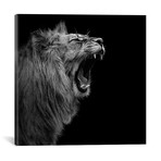 Lion In Black & White I // Lukas Holas (18"W x 18"H x 0.75"D)
