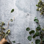 Onyx Bundle (Onyx + Beechwood)