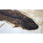 Pre-Historic Fossilized Fish // Eocene Epoch Ca. 56-33 Million Years Old