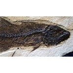 Pre-Historic Fossilized Fish // Eocene Epoch Ca. 56-33 Million Years Old