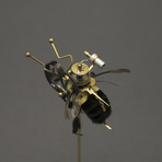 Hymenoptera // Bombus Pascuorum