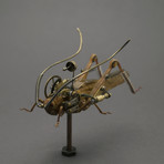 Orthoptera // Nigricornis Javanica