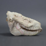 Large Oreodont Skull // 7.5 inches