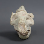 Large Oreodont Skull // 7.5 inches