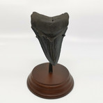 Megalodon Shark Tooth // 4.23 inches