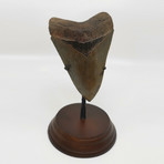 Unique Megalodon Tooth // 5.05 inches