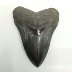 Megalodon Shark Tooth // 5.19 inches
