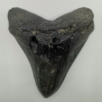 Super Wide Megalodon Shark Tooth 6.0 inches