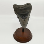 Megalodon Shark Tooth // 4.86 inches