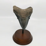 Megalodon Shark Tooth // 4.60 inches