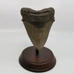 Megalodon Shark Tooth // 5.09 inches
