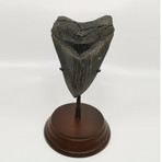 Megalodon Shark Tooth // 4.77 inches