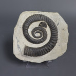 Heteromorph Ammonite // Anetoceras // 6.75 inches