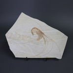 Fossil Shrimp from Solnhofen // Aeger spinipes // 9 inches