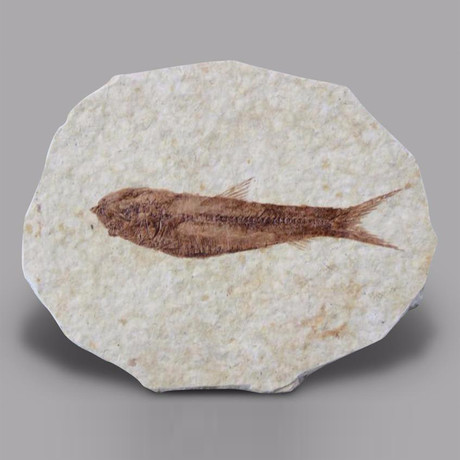 2 Fossil Knightia Fish // Wyoming // 2 to 2.5 inches