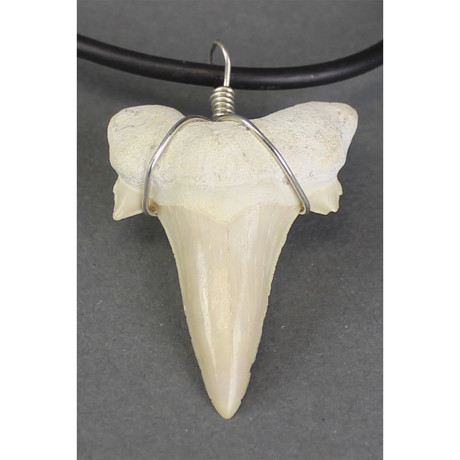 2 Fossil Shark Tooth Necklaces // Otodus