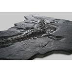 Impeccably Preserved Jurassic Crocodile // Steneosaurus Bollensis
