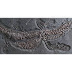 Impeccably Preserved Jurassic Crocodile // Steneosaurus Bollensis