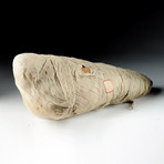 Egypt Mummified Ibis + Xray Photo