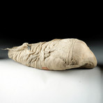 Egypt Mummified Ibis + Xray Photo
